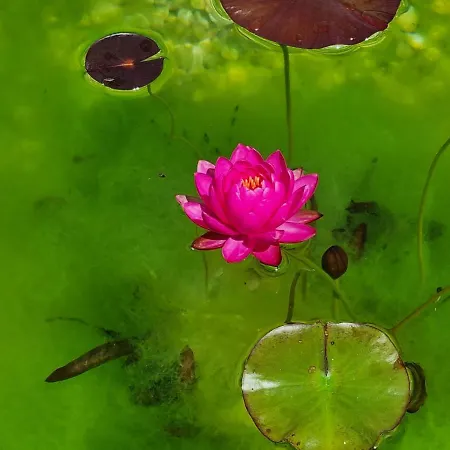 Shamare & Wellness منتجع *