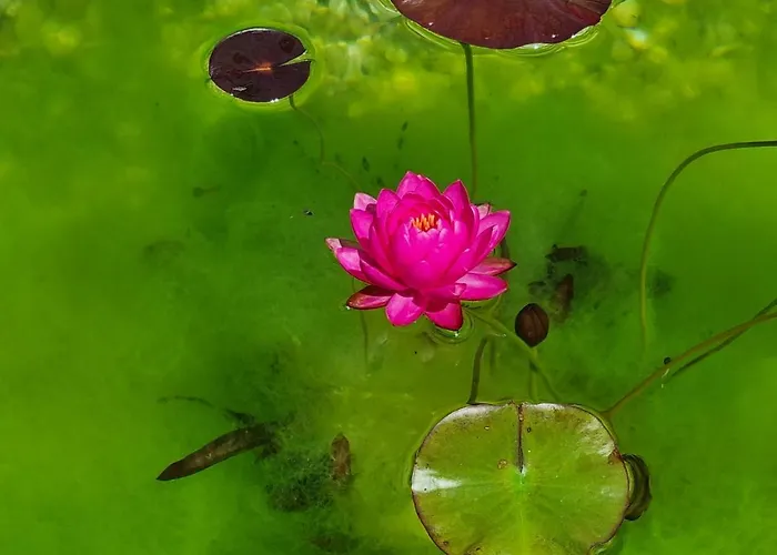 Shamare & Wellness Semesteranläggning (resort) *